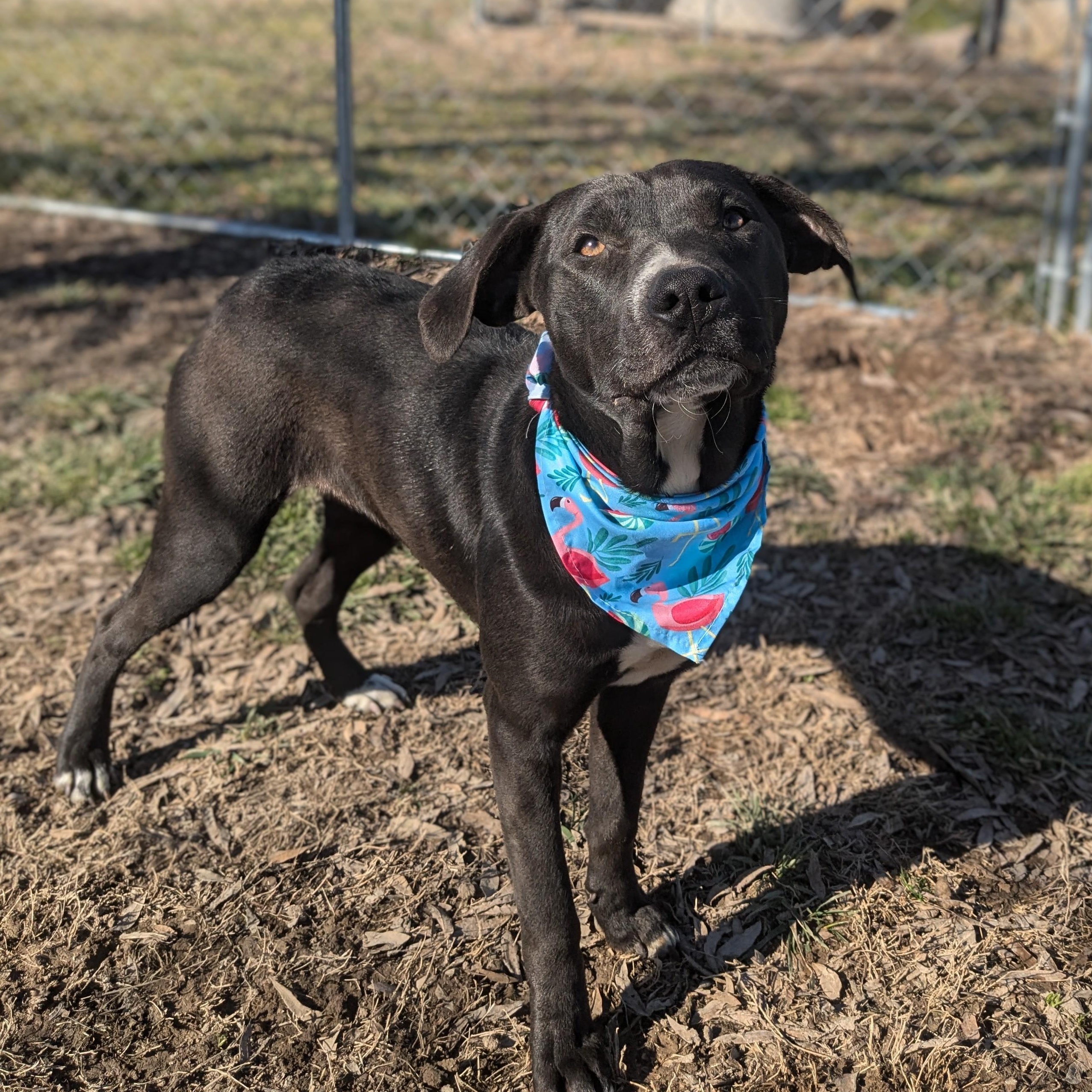 Flower, a Adoptable mixed breed image 2/5