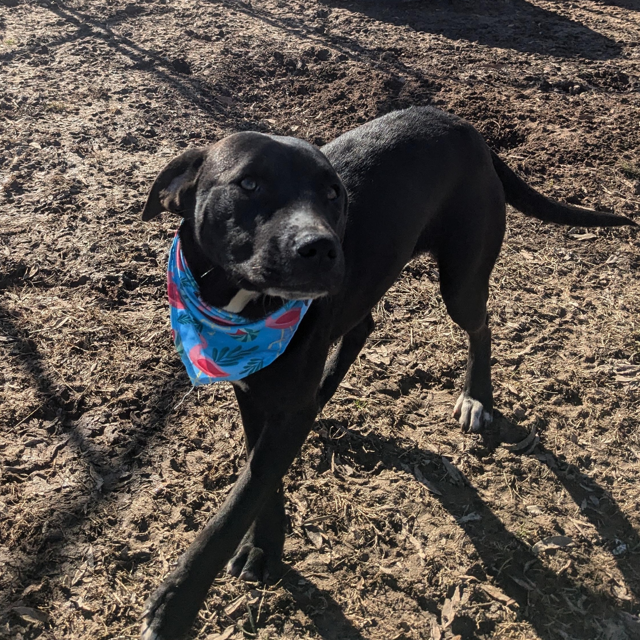 Flower, a Adoptable mixed breed image 3/5