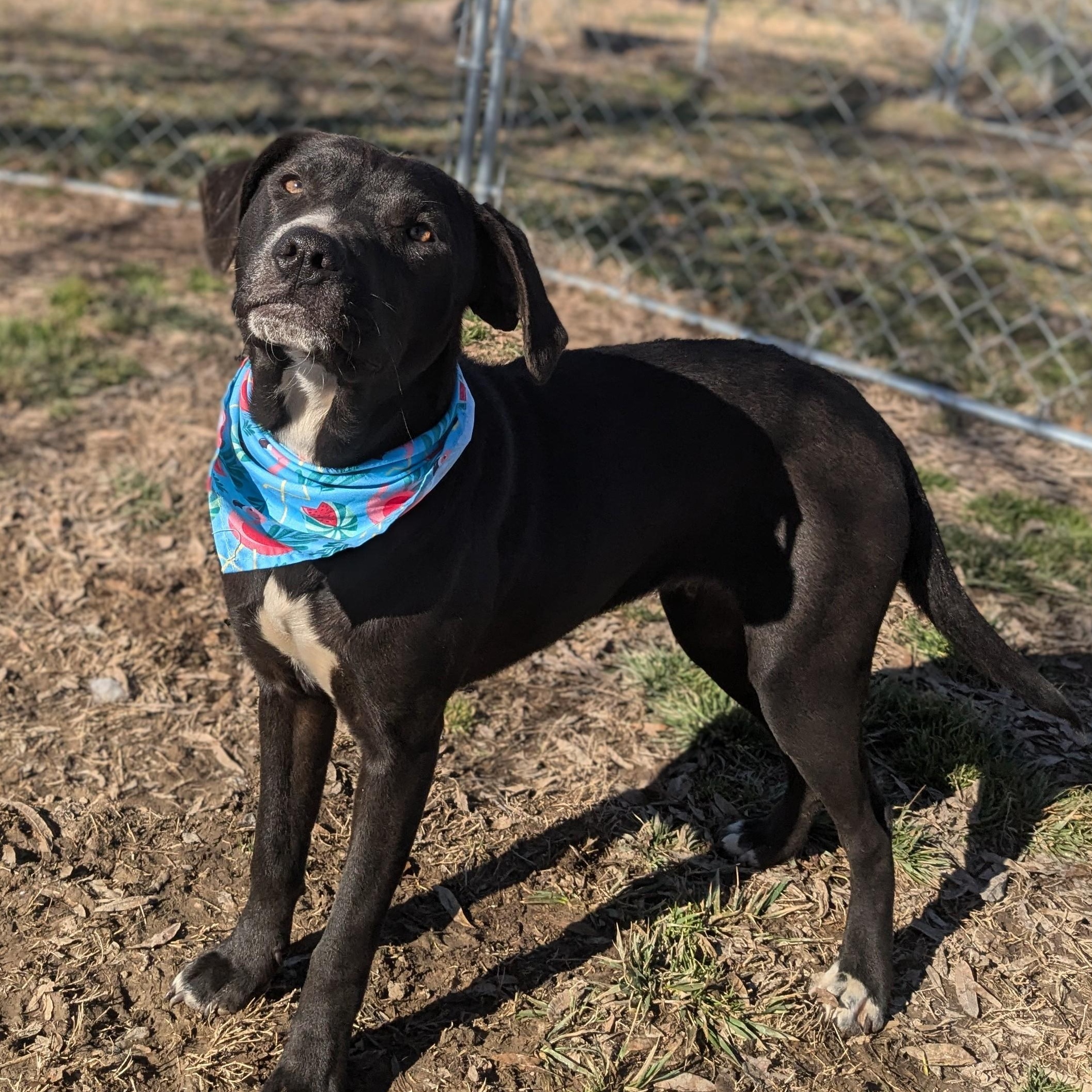 Flower, a Adoptable mixed breed image 4/5