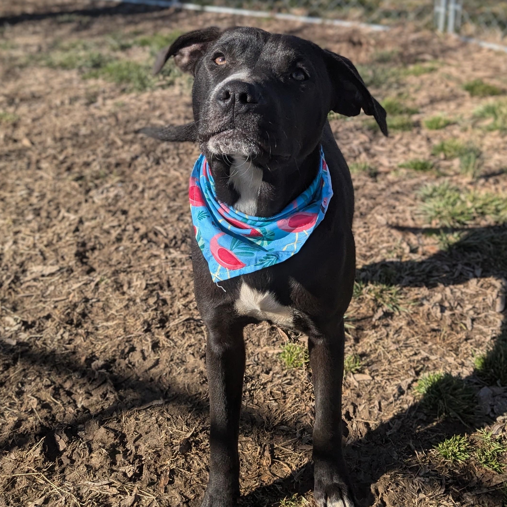 Flower, a Adoptable mixed breed image 5/5