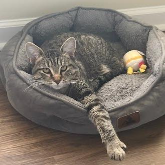 Alex, Adoptable, Young Male Domestic Short Hair.