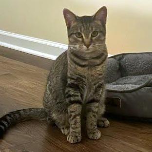 Enlarge Alex, a Adoptable Domestic Short Hair in Knoxville, TN image 2/3