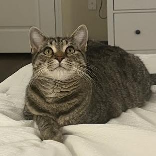 Enlarge Alex, a Adoptable Domestic Short Hair in Knoxville, TN image 3/3