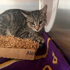 Alex, Adoptable, Young Male Domestic Short Hair.