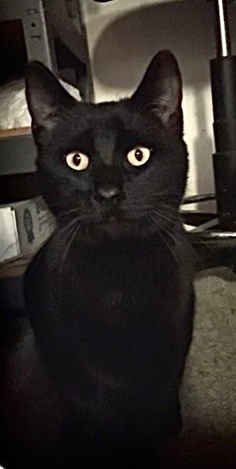 Jet, Adoptable, Young Male Domestic Short Hair & Domestic Short Hair.