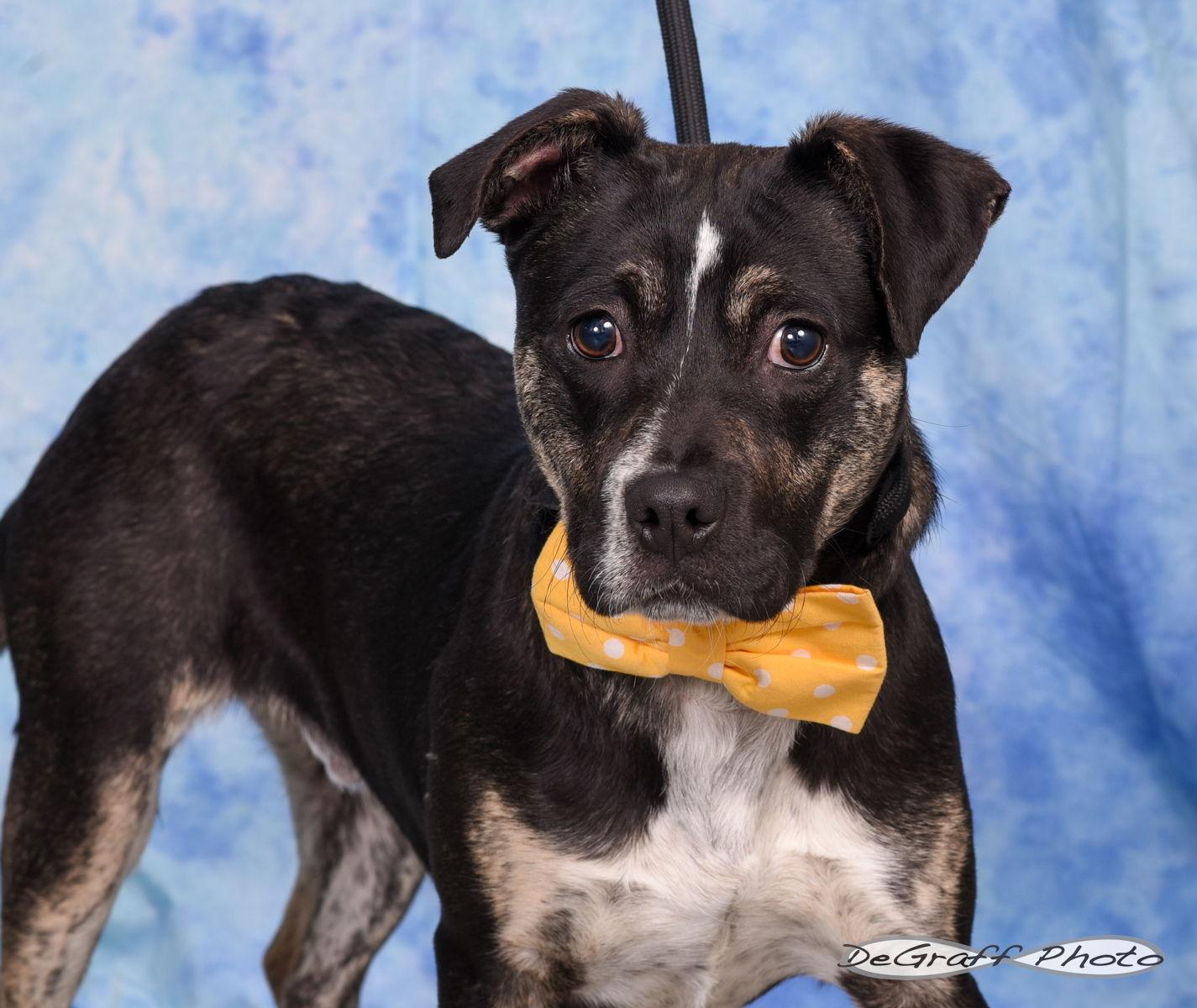 Tucker, Adopted, Young Male Terrier.