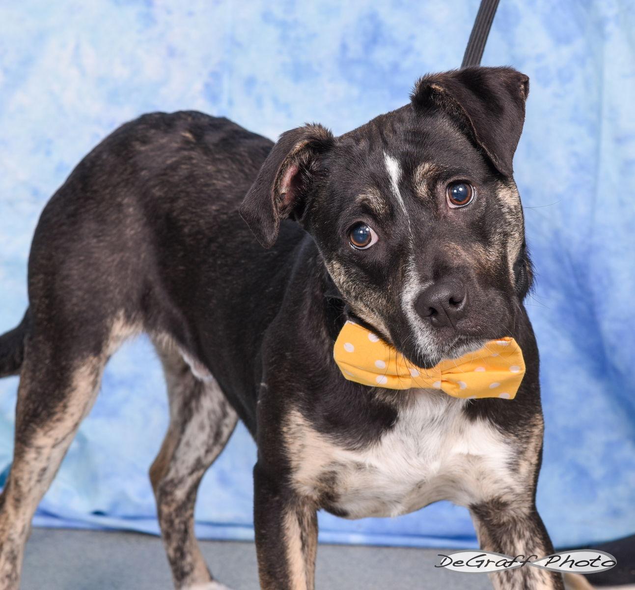 Enlarge Tucker, a Adopted Terrier in Pittsboro, NC image 2/2