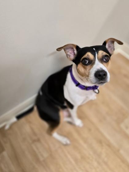 Enlarge Maisy, a ADOPTABLE mixed breed in Woodstock, IL image 3/3