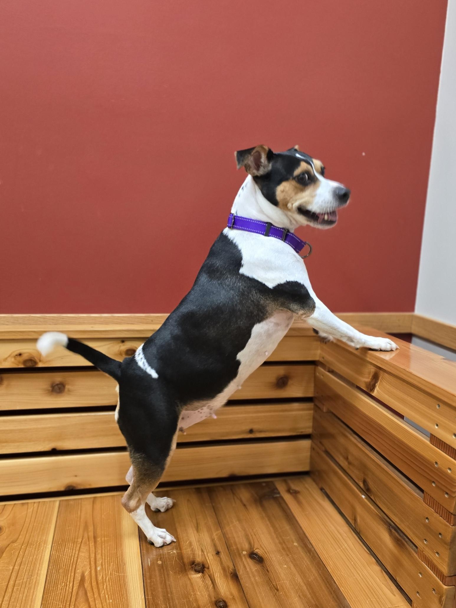 Enlarge Maisy, a ADOPTABLE mixed breed in Woodstock, IL image 2/3