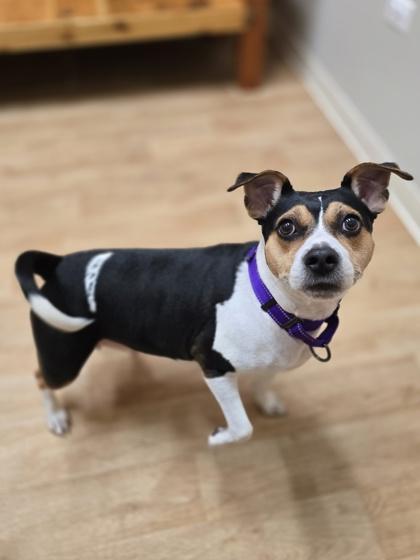 Enlarge Maisy, a ADOPTABLE mixed breed in Woodstock, IL image 1/3