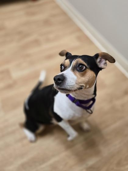 Enlarge Maisy, a ADOPTABLE mixed breed in Woodstock, IL image 3/3