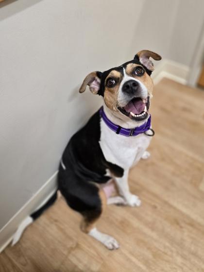 Enlarge Maisy, a ADOPTABLE mixed breed in Woodstock, IL image 1/3