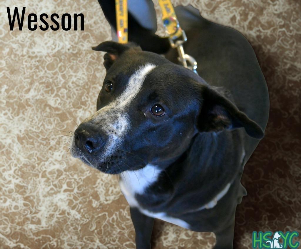 Wesson, Adoptable, Young Male Mixed Breed.