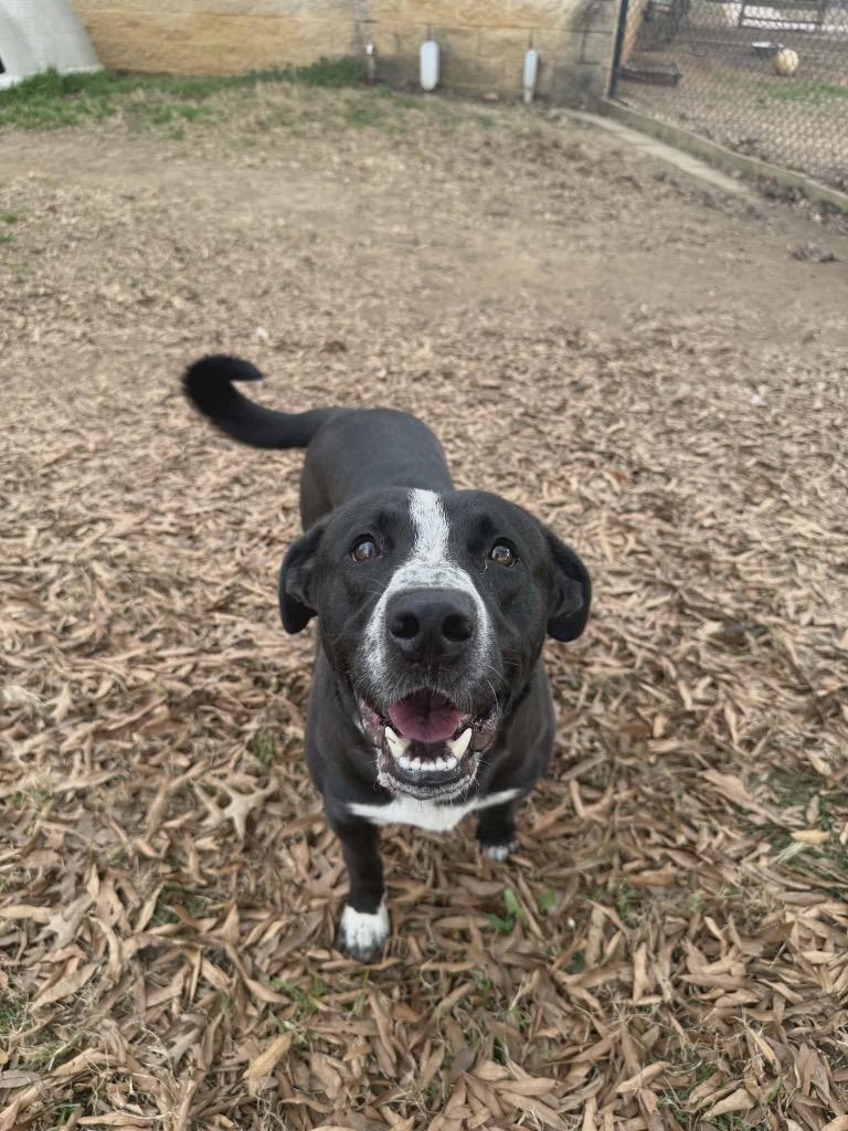 Wesson, a Adoptable mixed breed in Fort Mill, SC image 2/4
