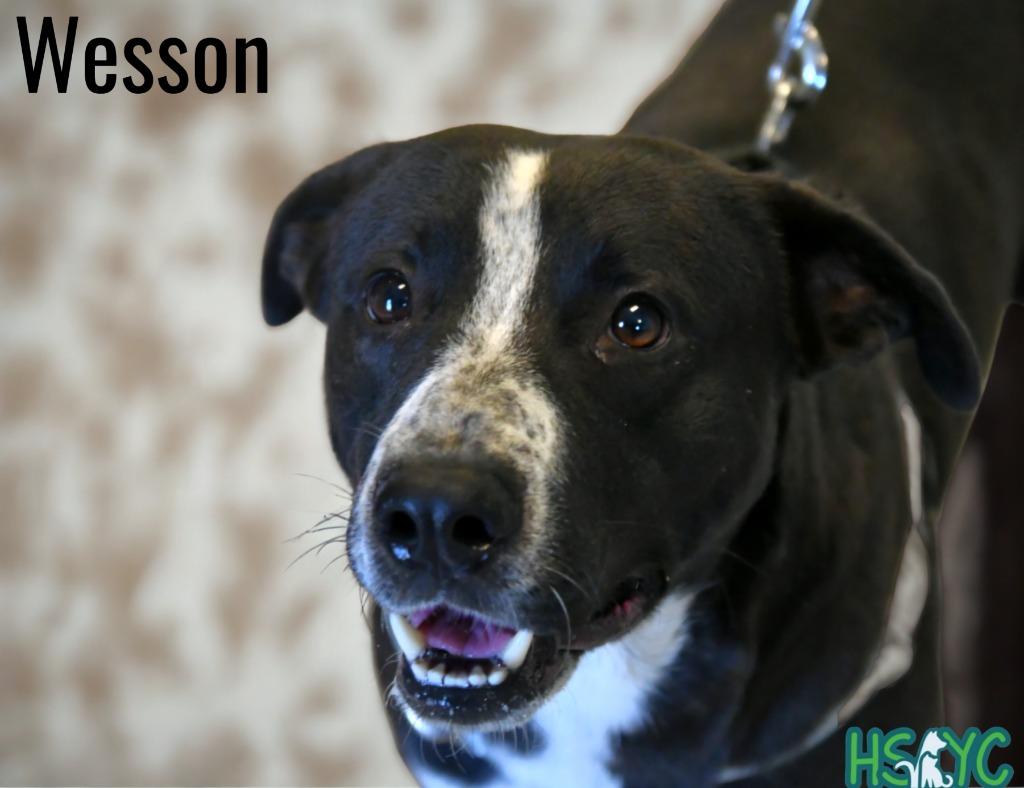 Wesson, a Adoptable mixed breed in Fort Mill, SC image 4/4