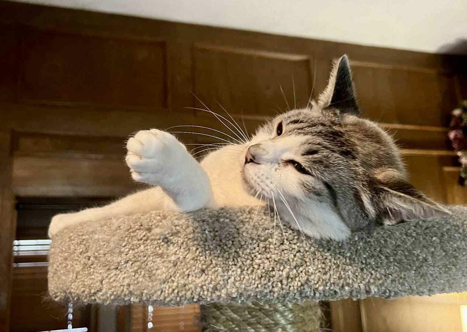 Camael, a Adoptable mixed breed in Ennis, TX image 1/4