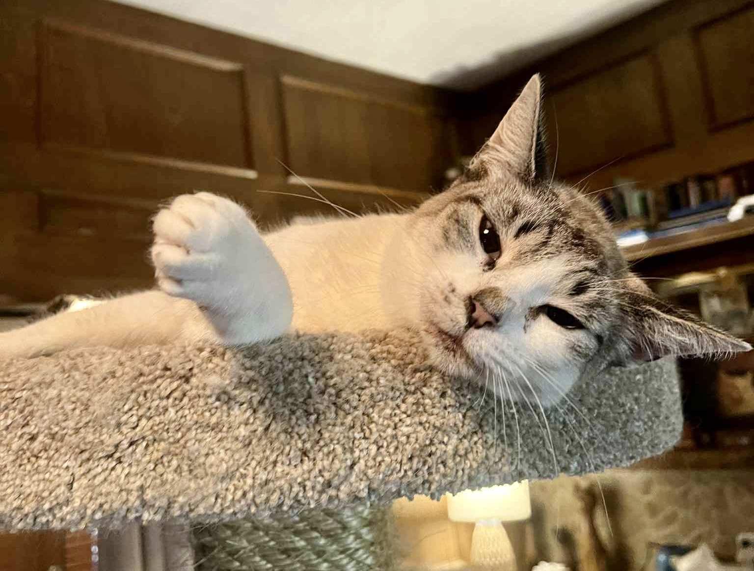 Camael, a Adoptable mixed breed in Ennis, TX image 2/4