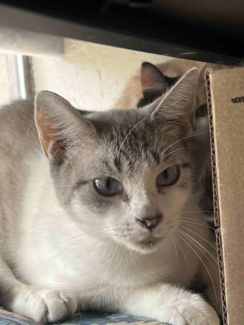 Camael, a Adoptable mixed breed in Ennis, TX image 3/4