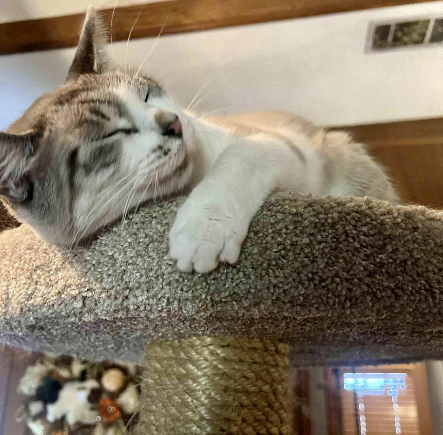 Camael, a Adoptable mixed breed in Ennis, TX image 4/4