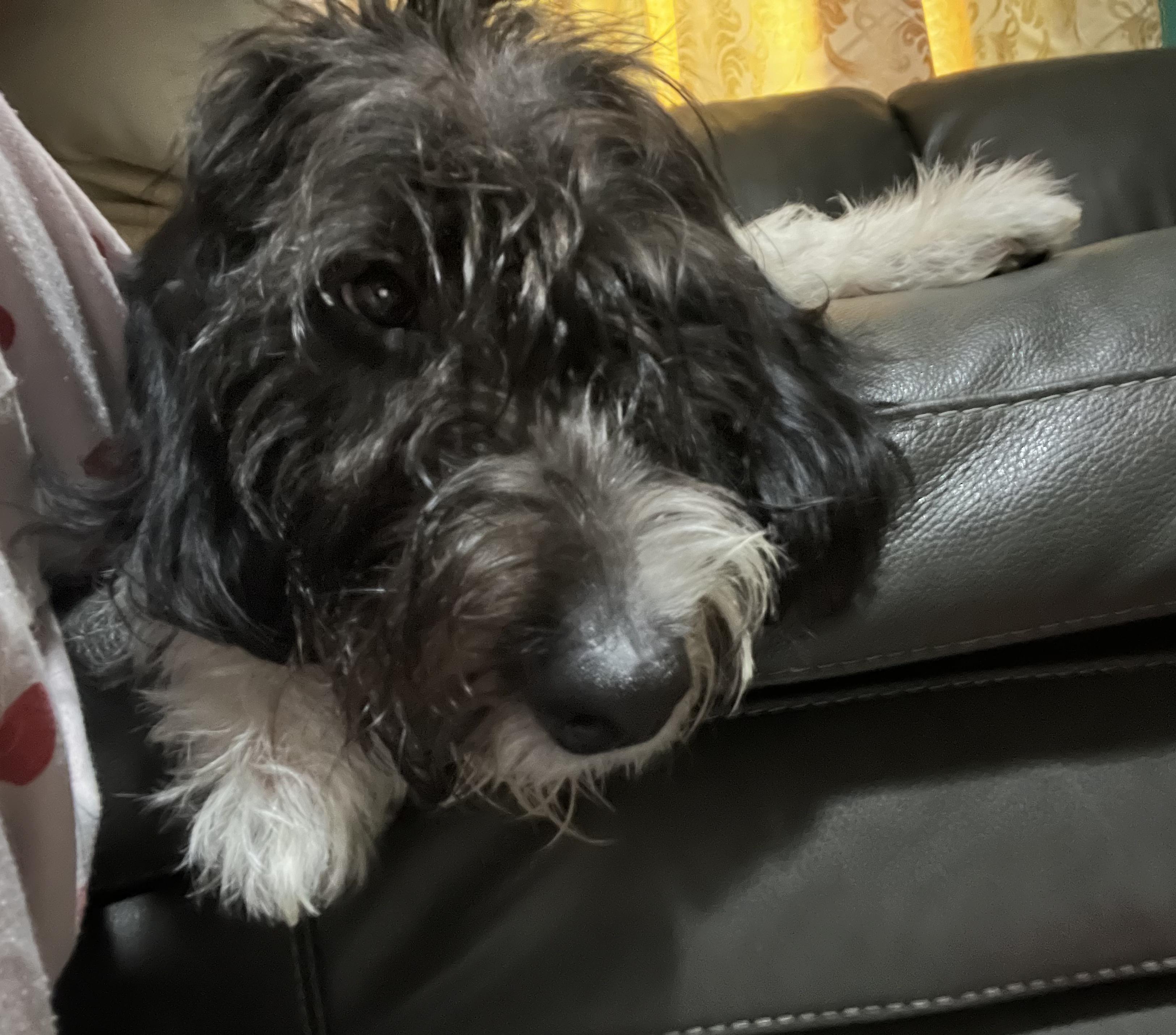 Tommy, ADOPTABLE, Young Male Poodle.