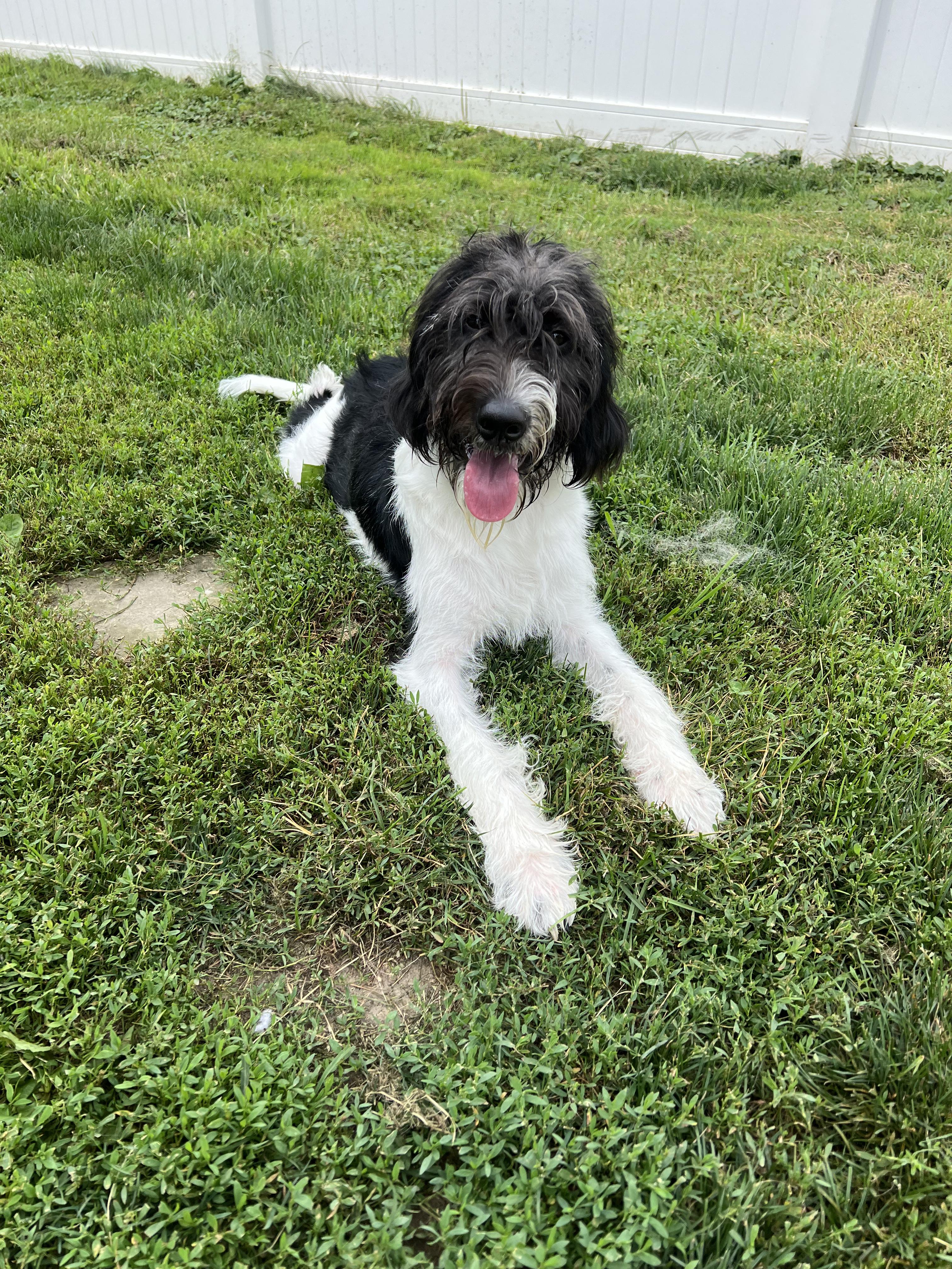 Tommy, a ADOPTABLE mixed breed in Carey, OH image 4/4