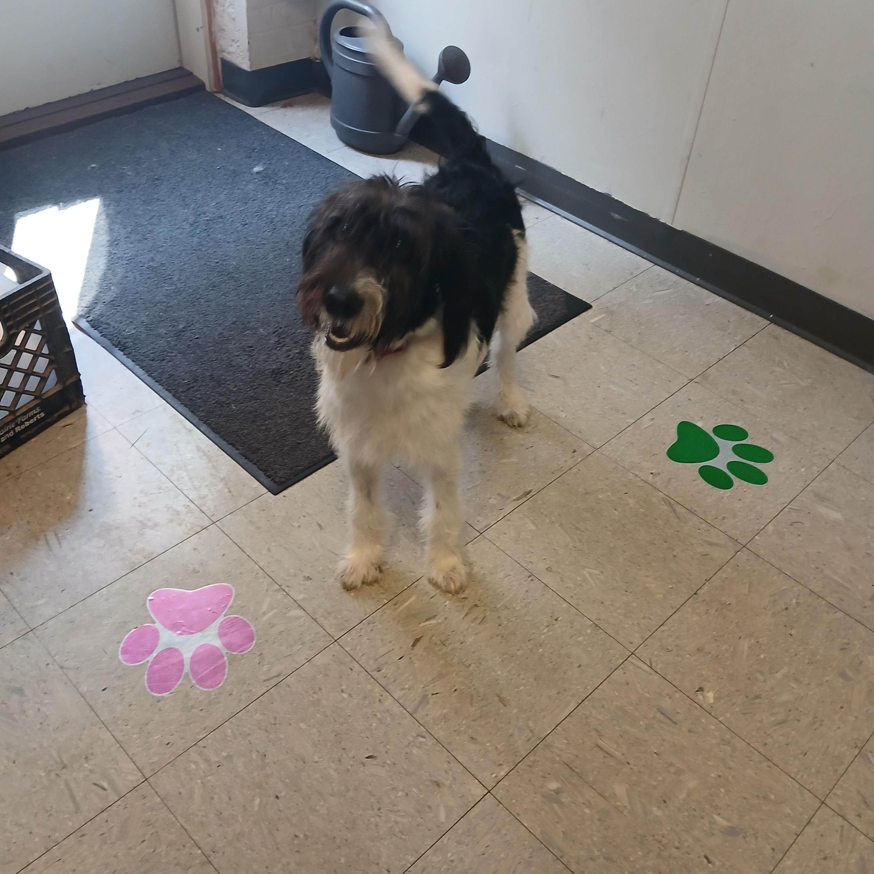 Tommy, a ADOPTABLE mixed breed in Carey, OH image 3/4