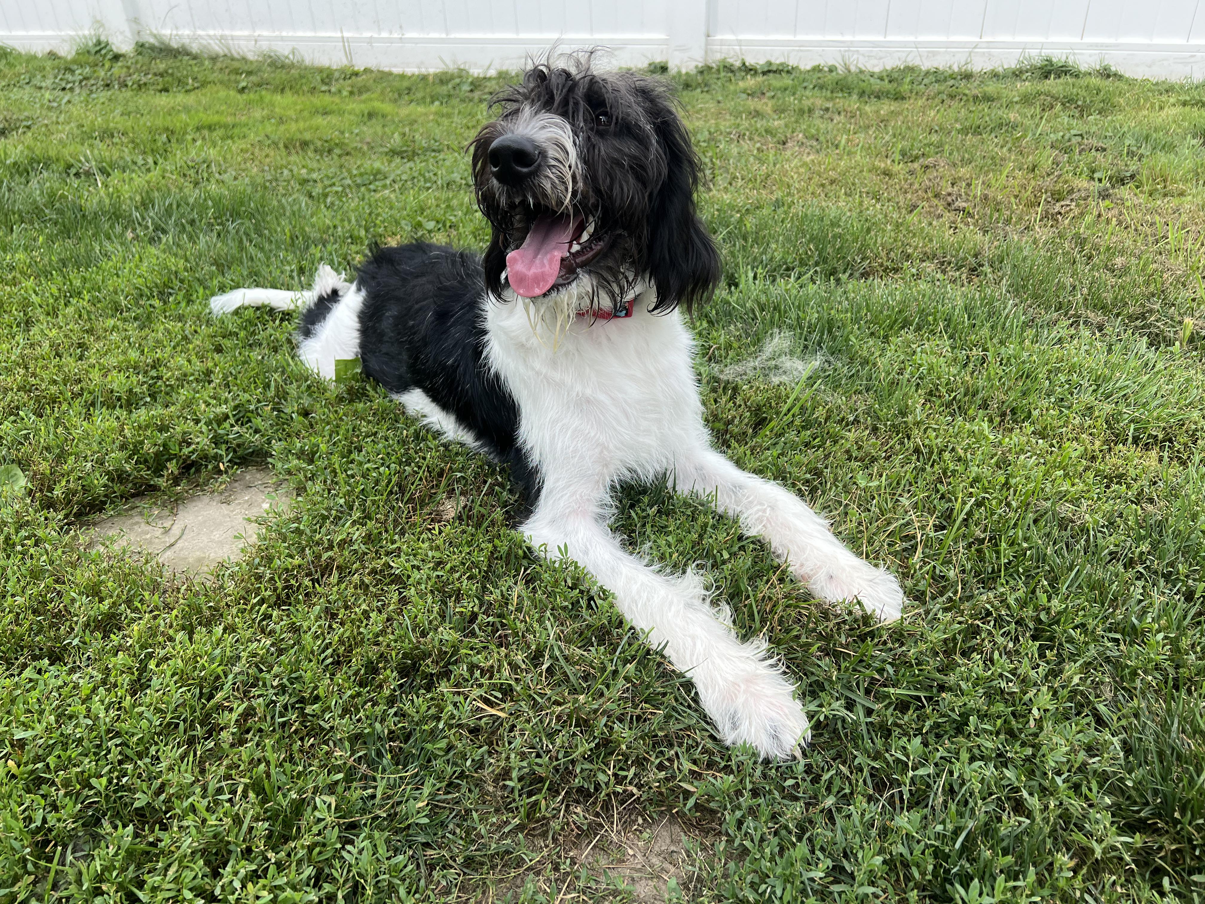 Tommy, a ADOPTABLE mixed breed in Carey, OH image 2/4