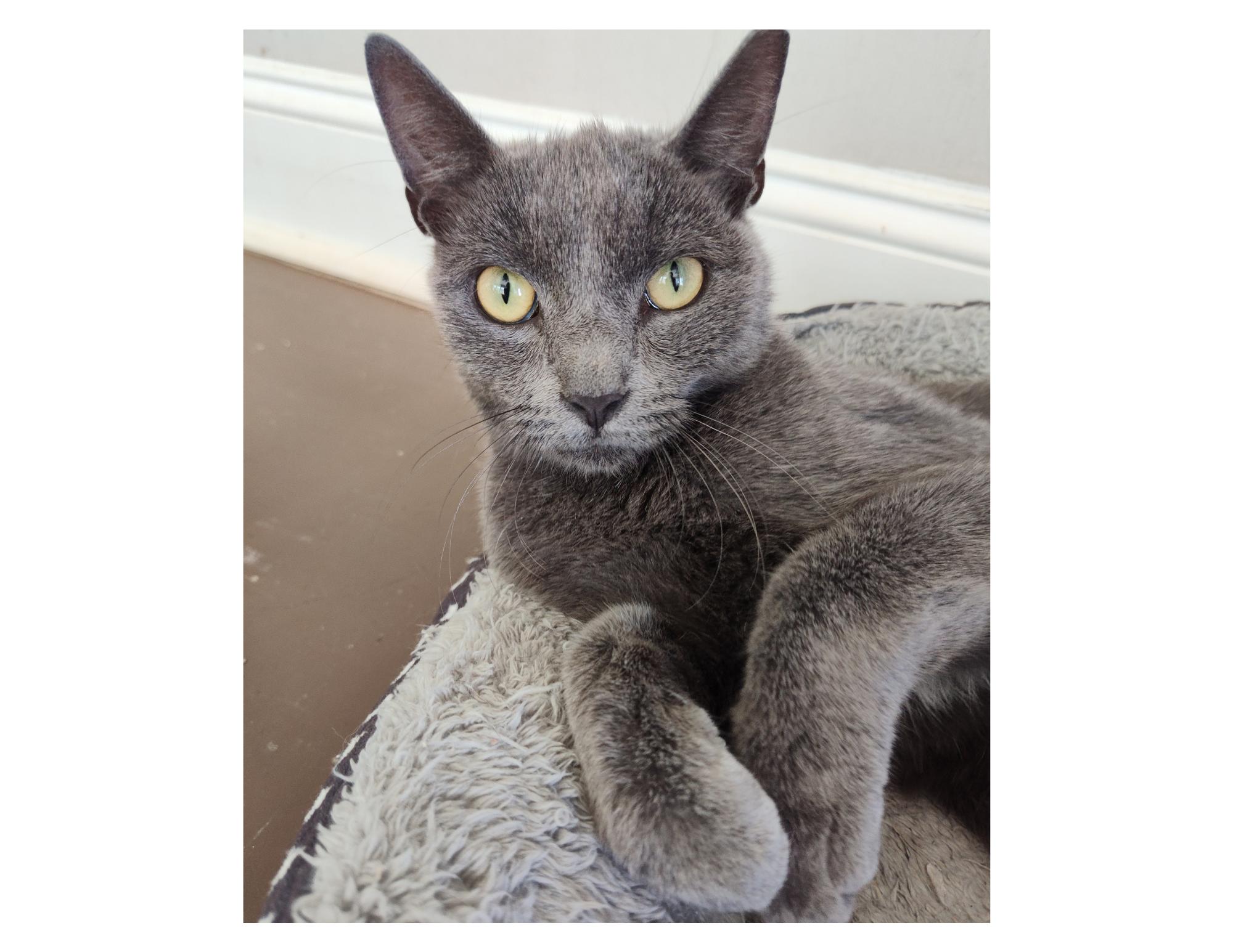 Enlarge SLATOR, a Adoptable Russian Blue in Charlotte, NC image 1/4