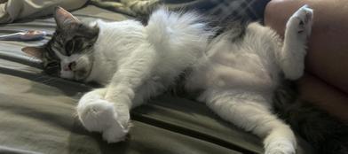 Pepper — thumbnail 4