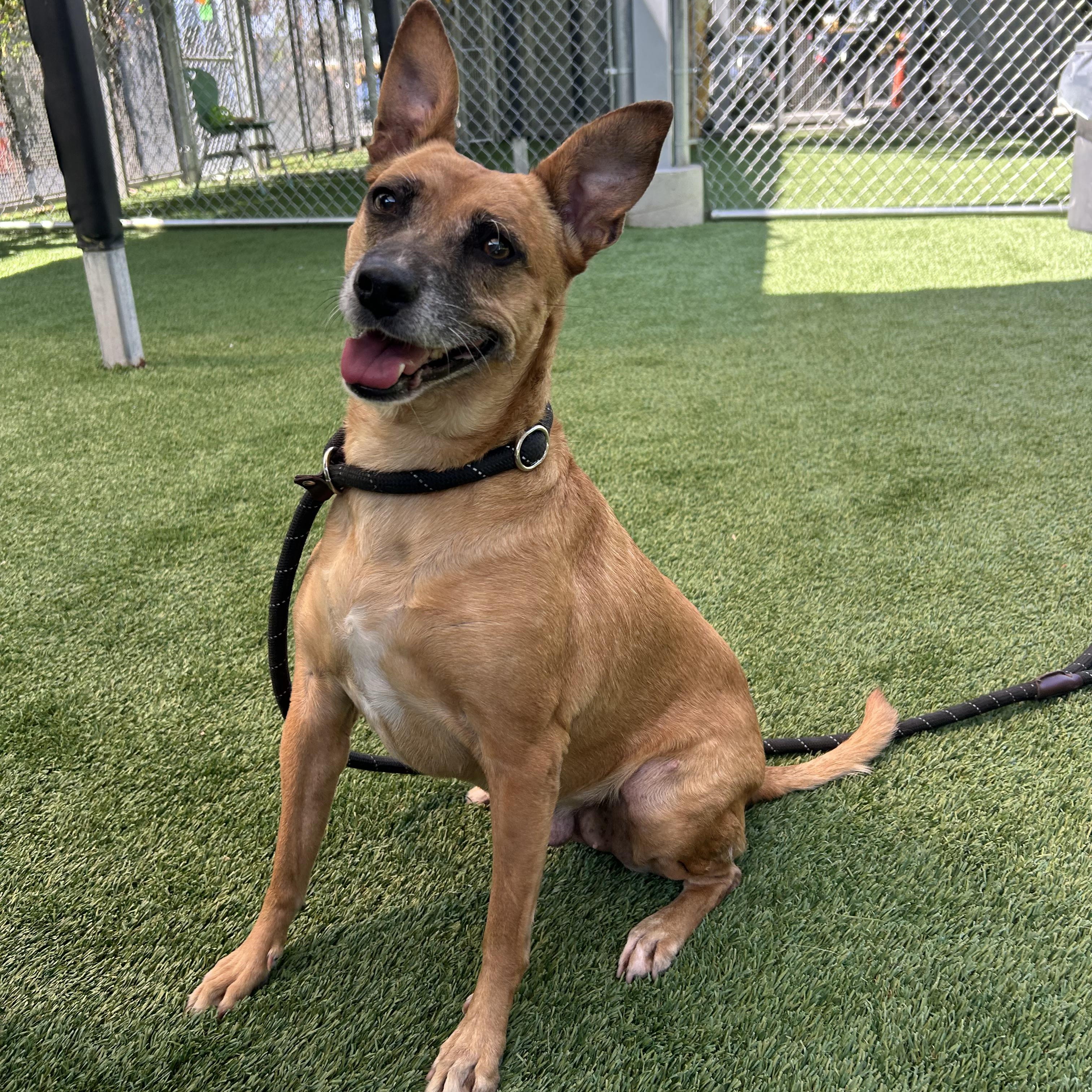 Enlarge Toni, a ADOPTABLE mixed breed in Burbank, CA image 1/4