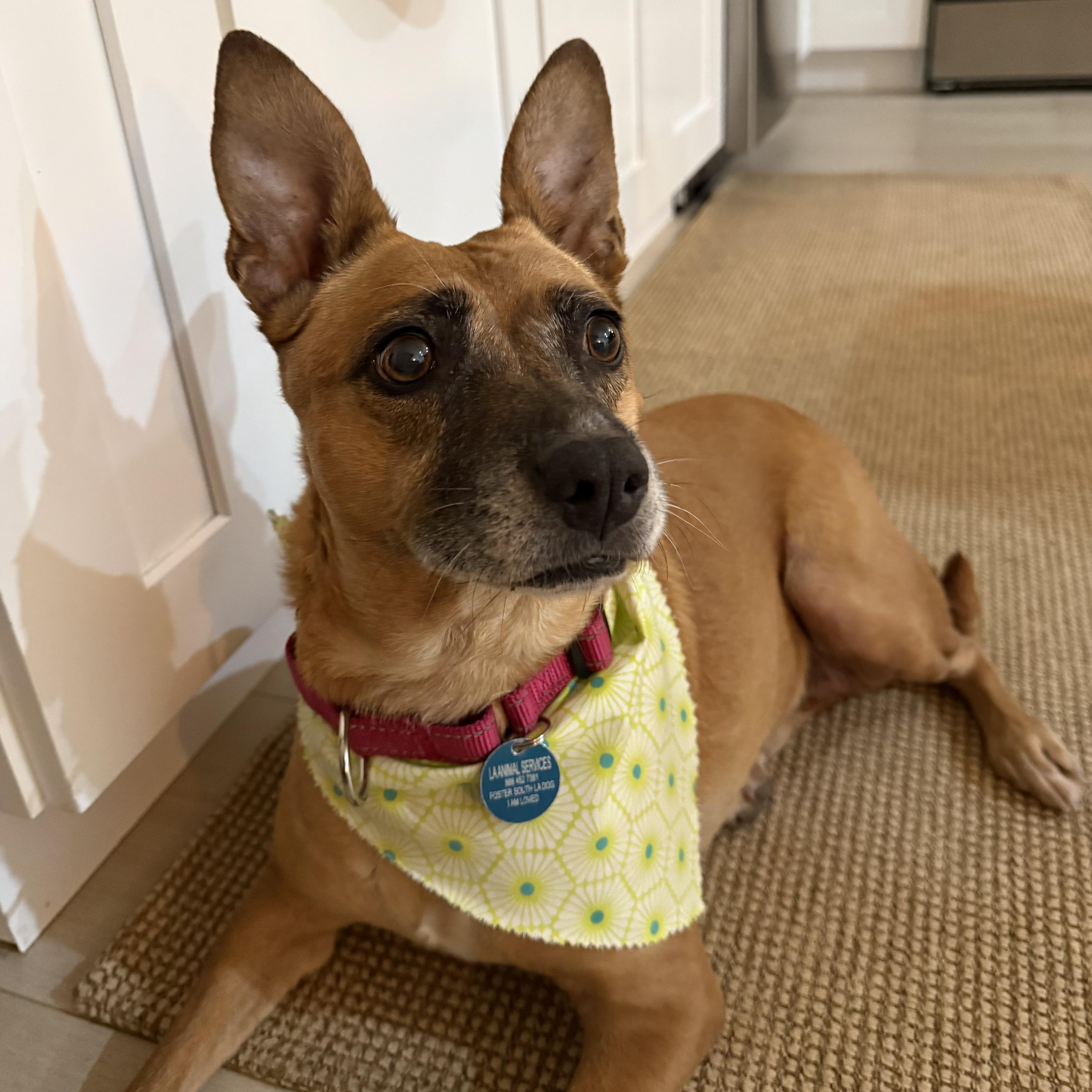 Toni, a ADOPTABLE mixed breed in Burbank, CA image 4/5