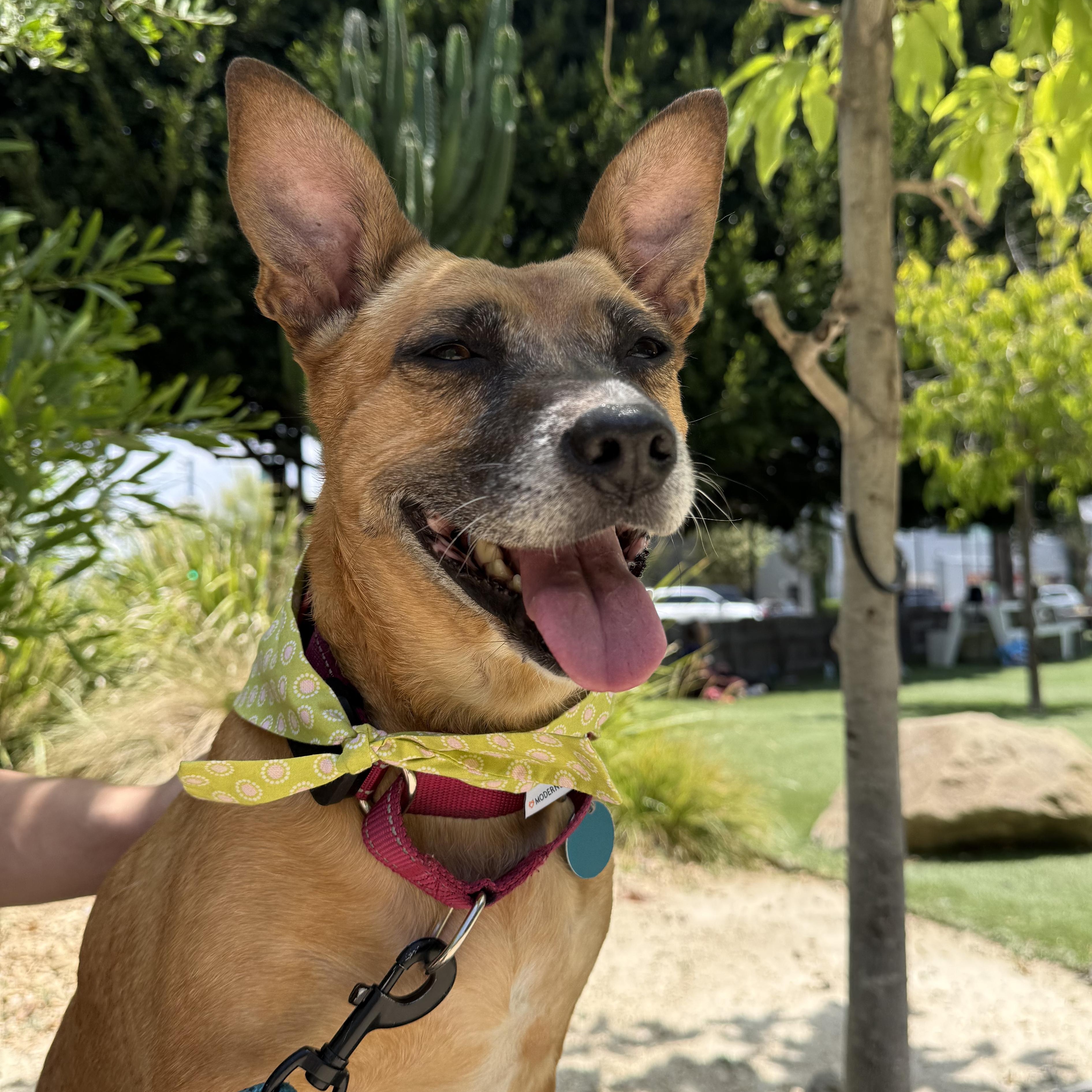 Toni, a ADOPTABLE mixed breed in Burbank, CA image 3/5
