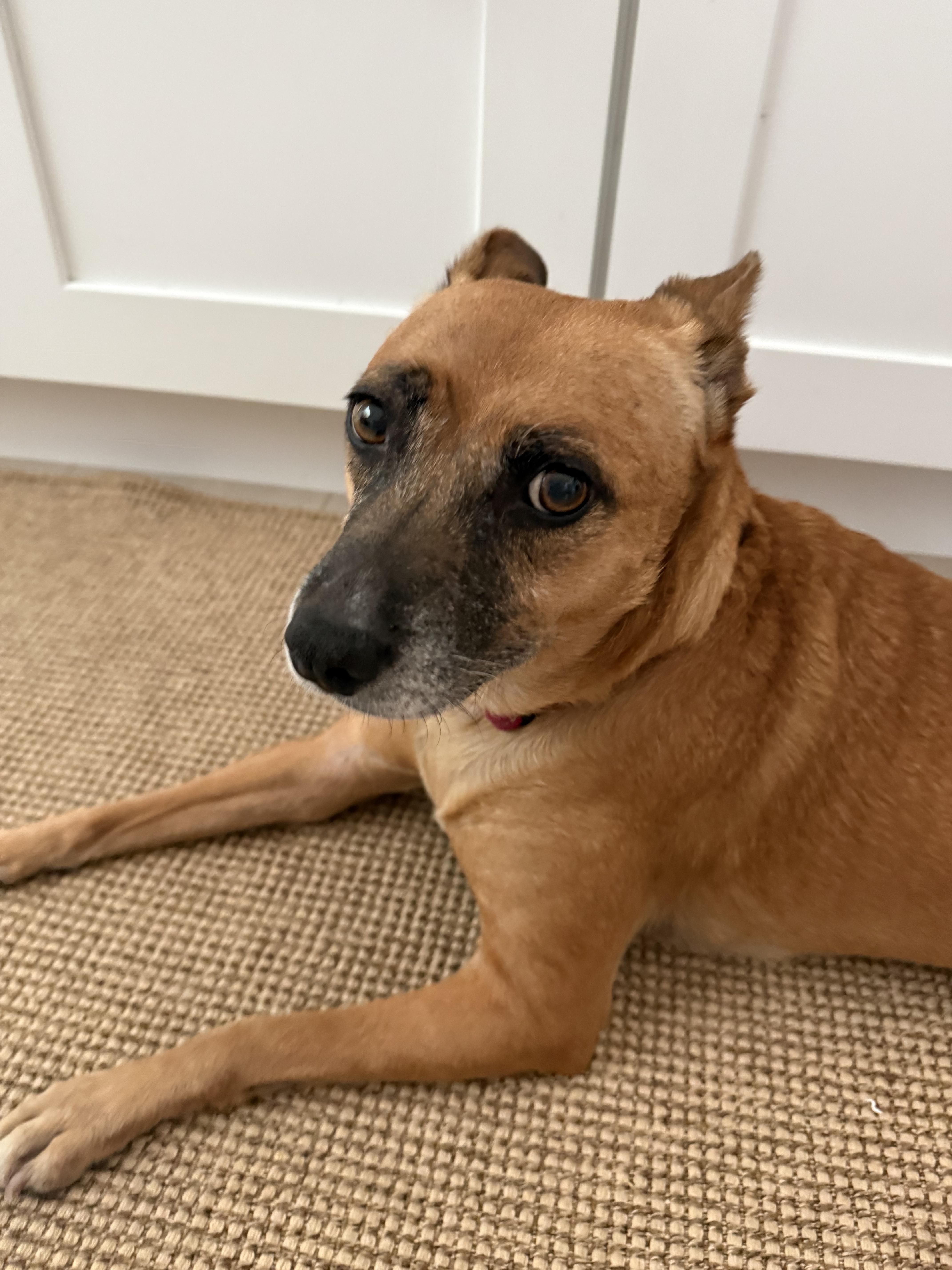 Enlarge Toni, a ADOPTABLE mixed breed in Burbank, CA image 3/4