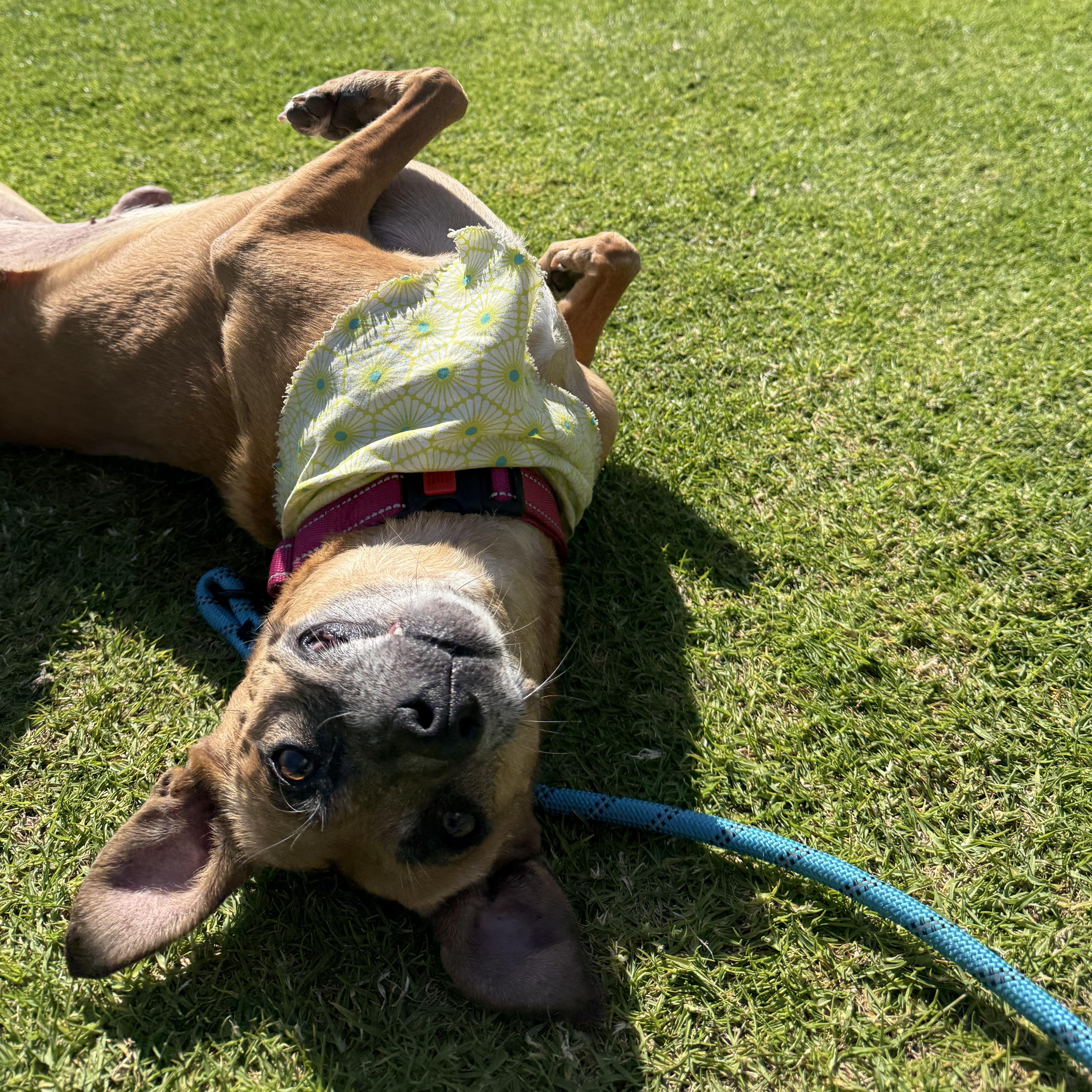 Enlarge Toni, a ADOPTABLE mixed breed in Burbank, CA image 2/4