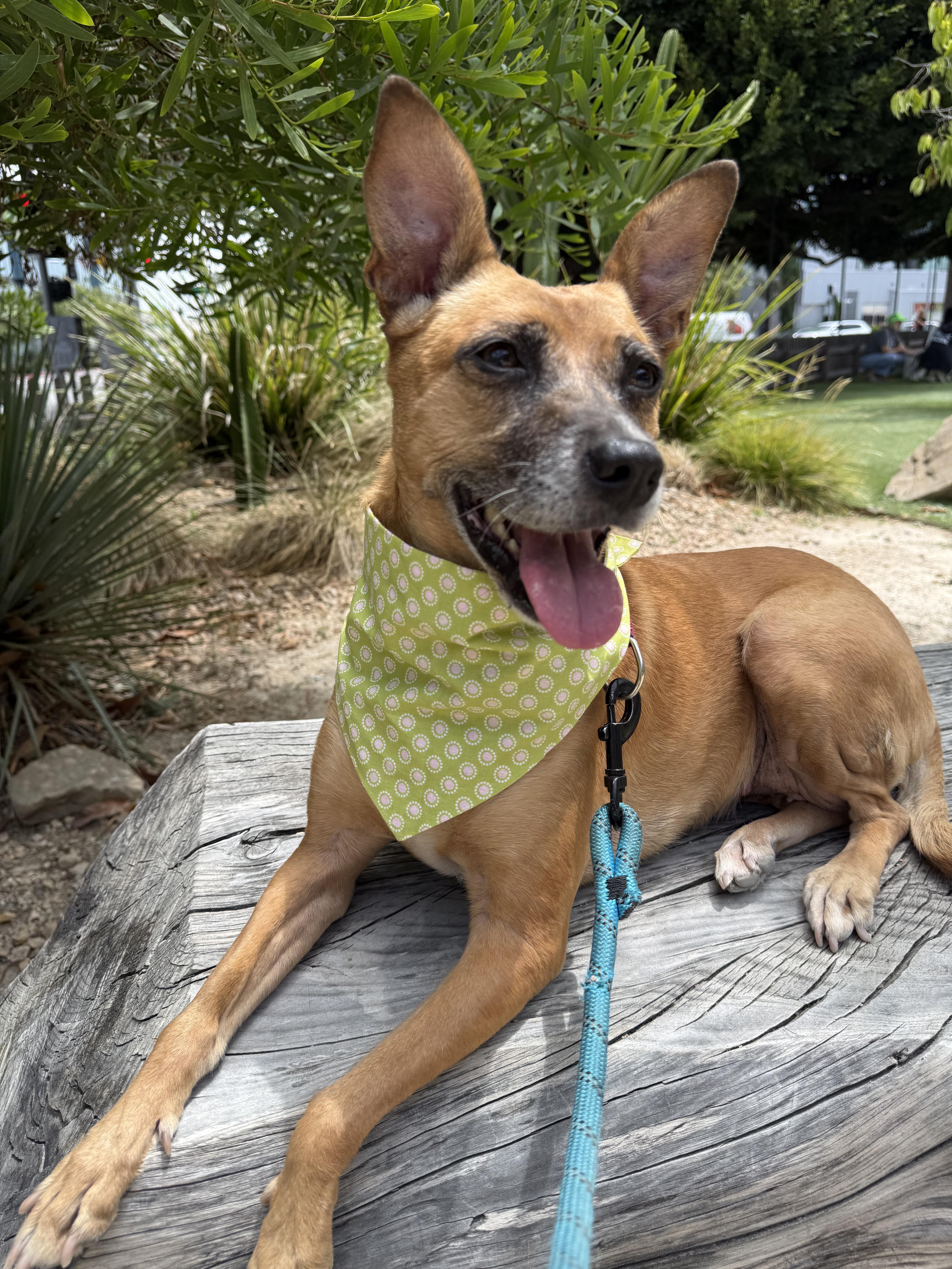 Toni, ADOPTABLE, Adult Female Carolina Dog & Australian Kelpie.