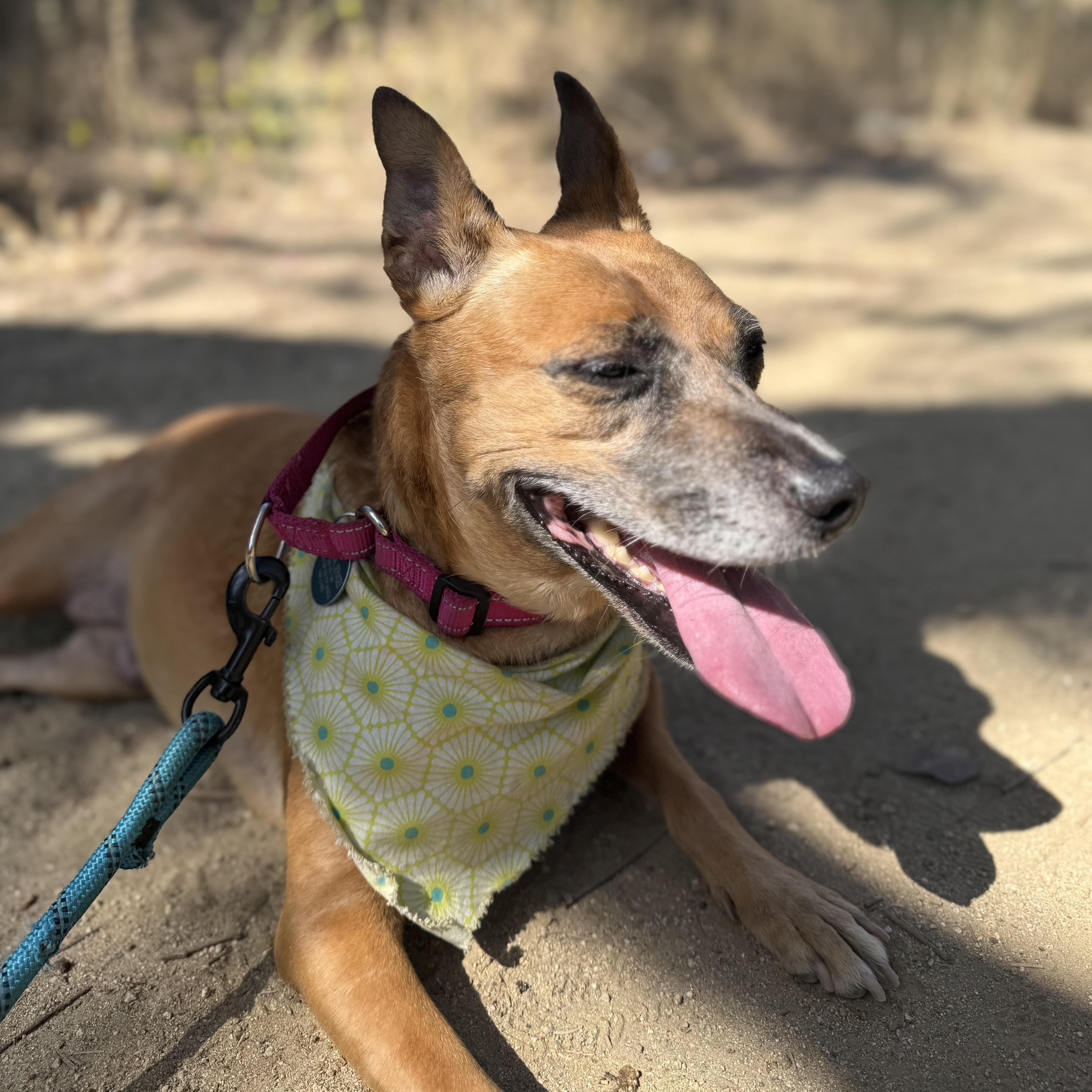Toni, a ADOPTABLE mixed breed in Burbank, CA image 5/5