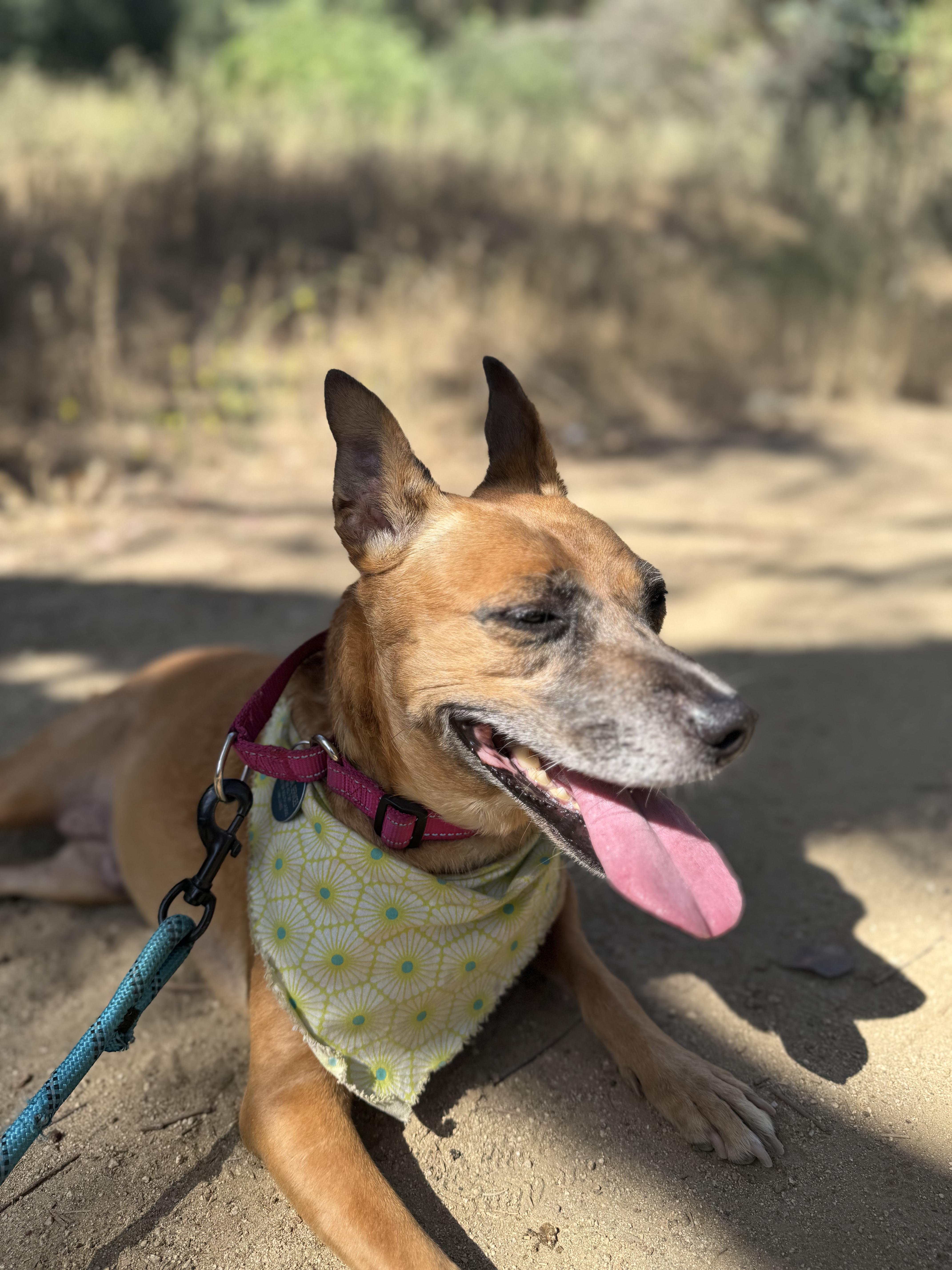 Enlarge Toni, a ADOPTABLE mixed breed in Burbank, CA image 4/4