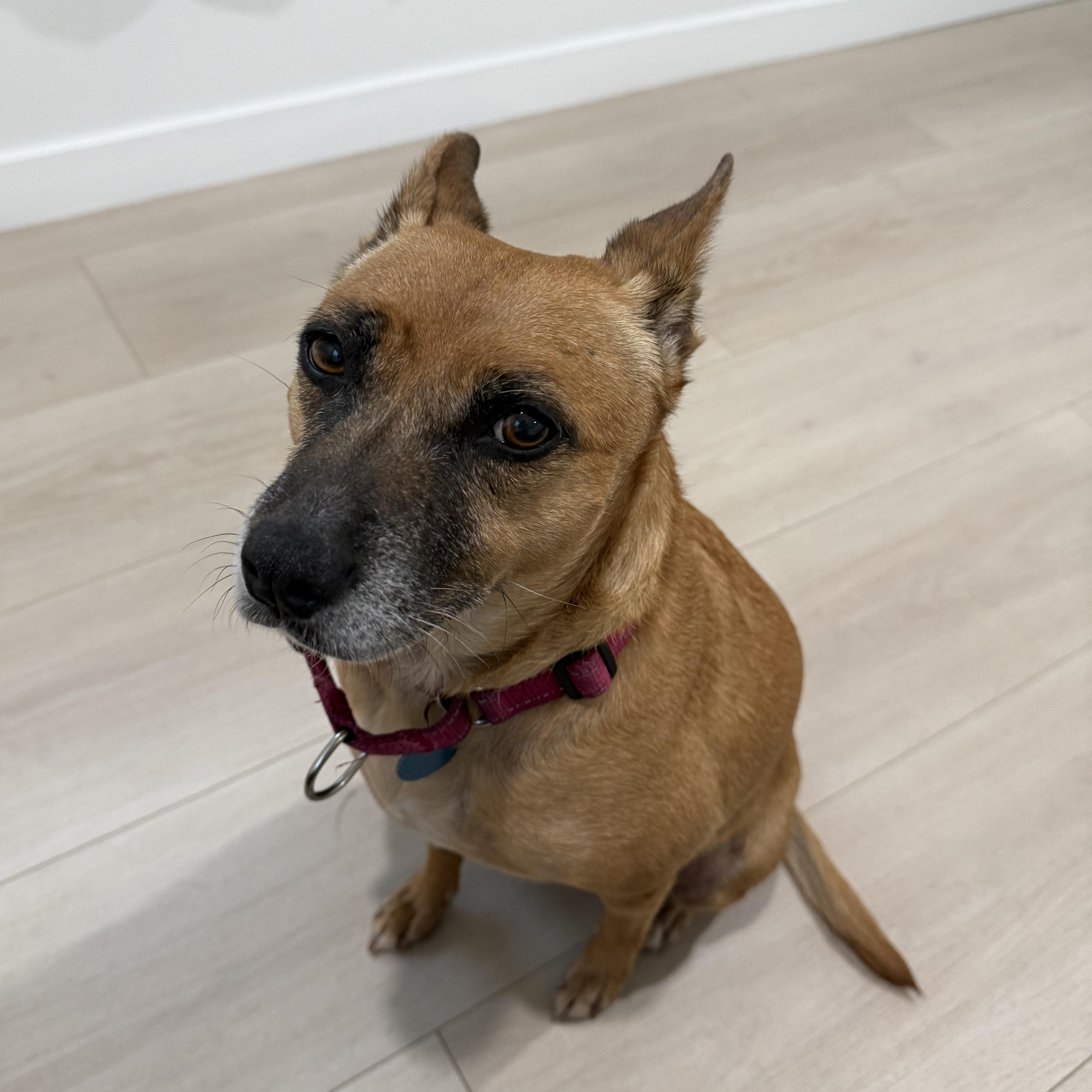 Toni, a ADOPTABLE mixed breed in Burbank, CA image 2/5