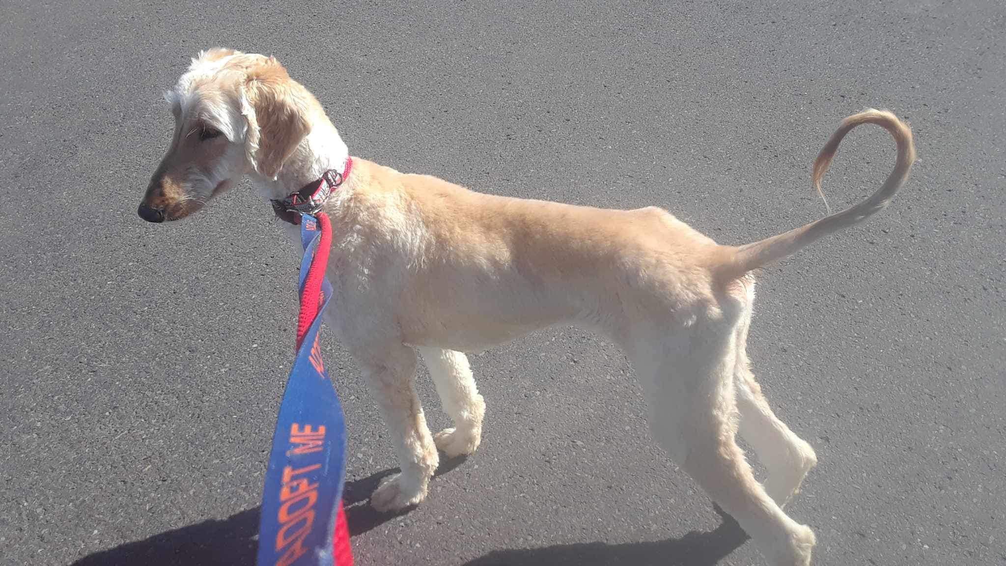 Enlarge Alpha, a Adopted Afghan Hound in Hathorne, MA image 1/1