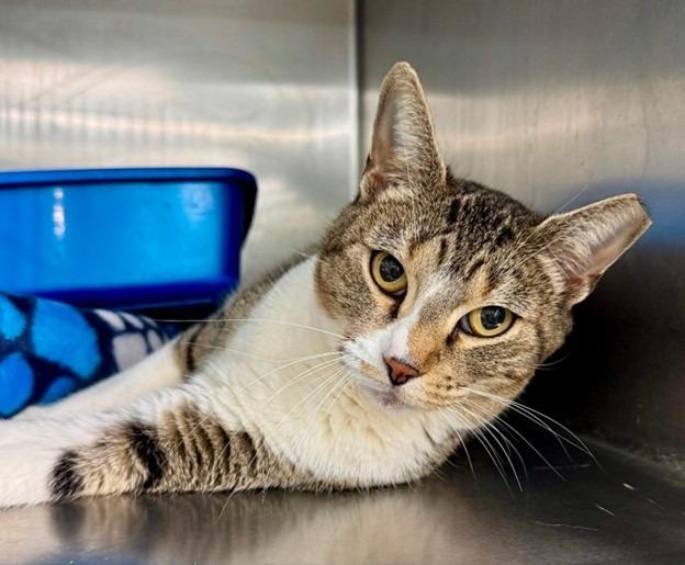 Lightning, Adoptable, Adult Female Domestic Short Hair.