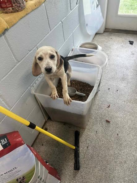 Enlarge Lemon, a Adopted Beagle in Whitehall, PA image 1/1