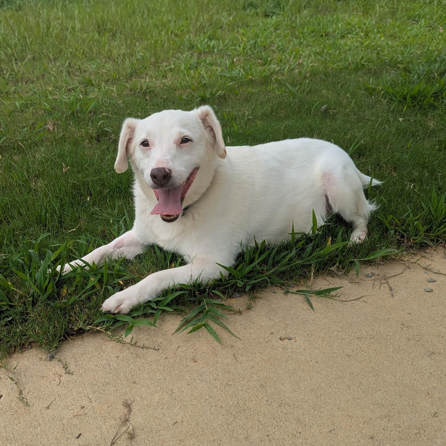 Sven, a Adoptable mixed breed in Paramus, NJ image 4/6