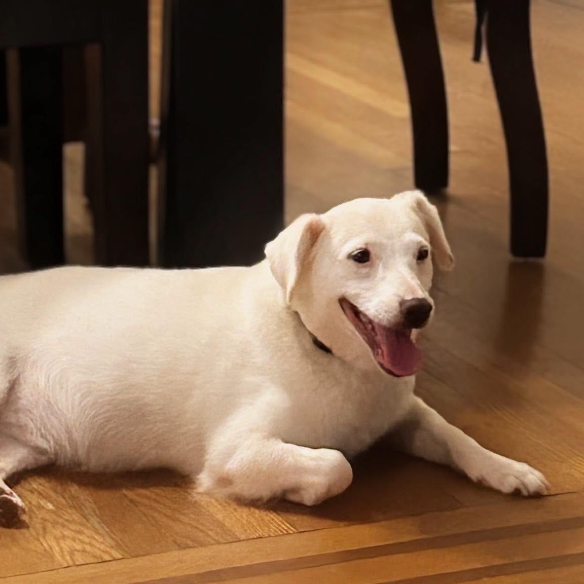 Sven, Adoptable, Senior Male Jack Russell Terrier.