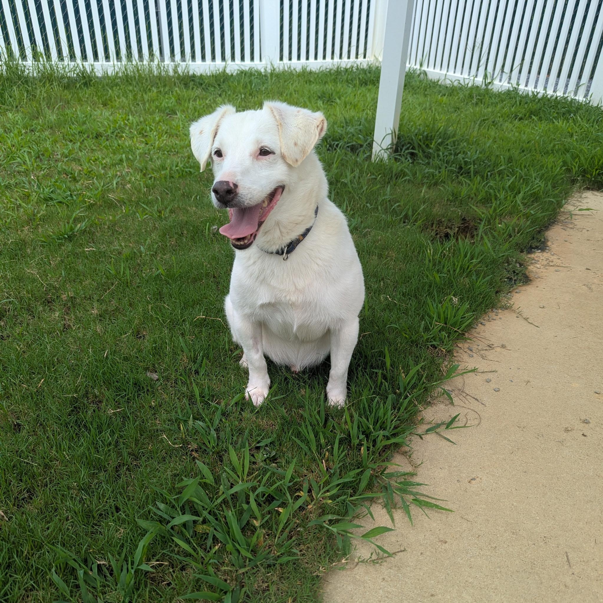 Sven, Adoptable, Senior Male Jack Russell Terrier.