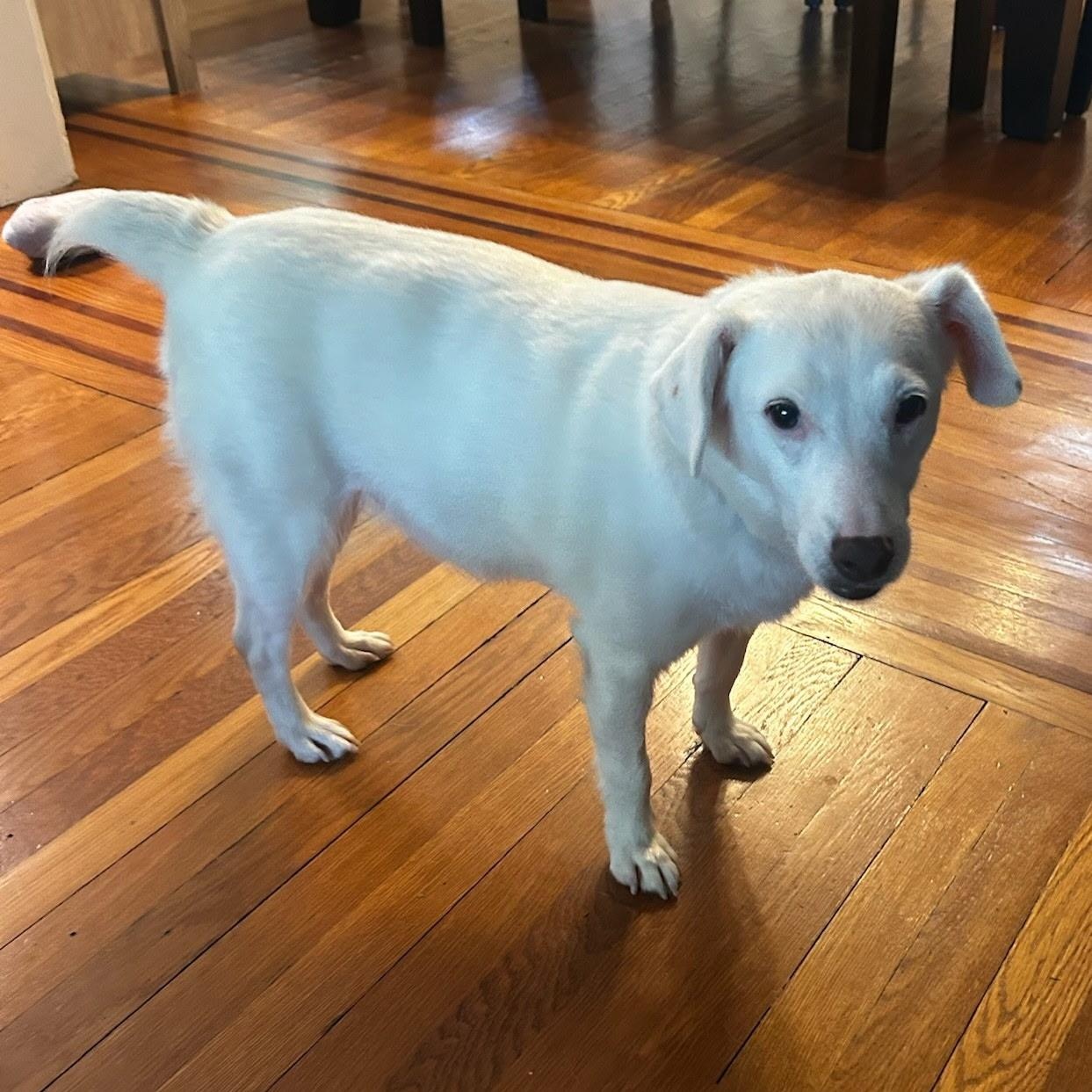 Sven, a Adoptable mixed breed in Paramus, NJ image 5/6