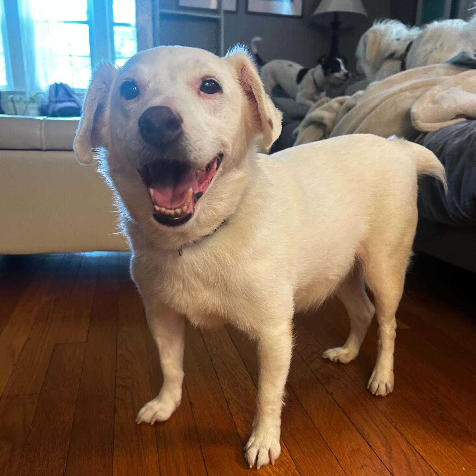 Sven, a Adoptable mixed breed in Paramus, NJ image 2/6