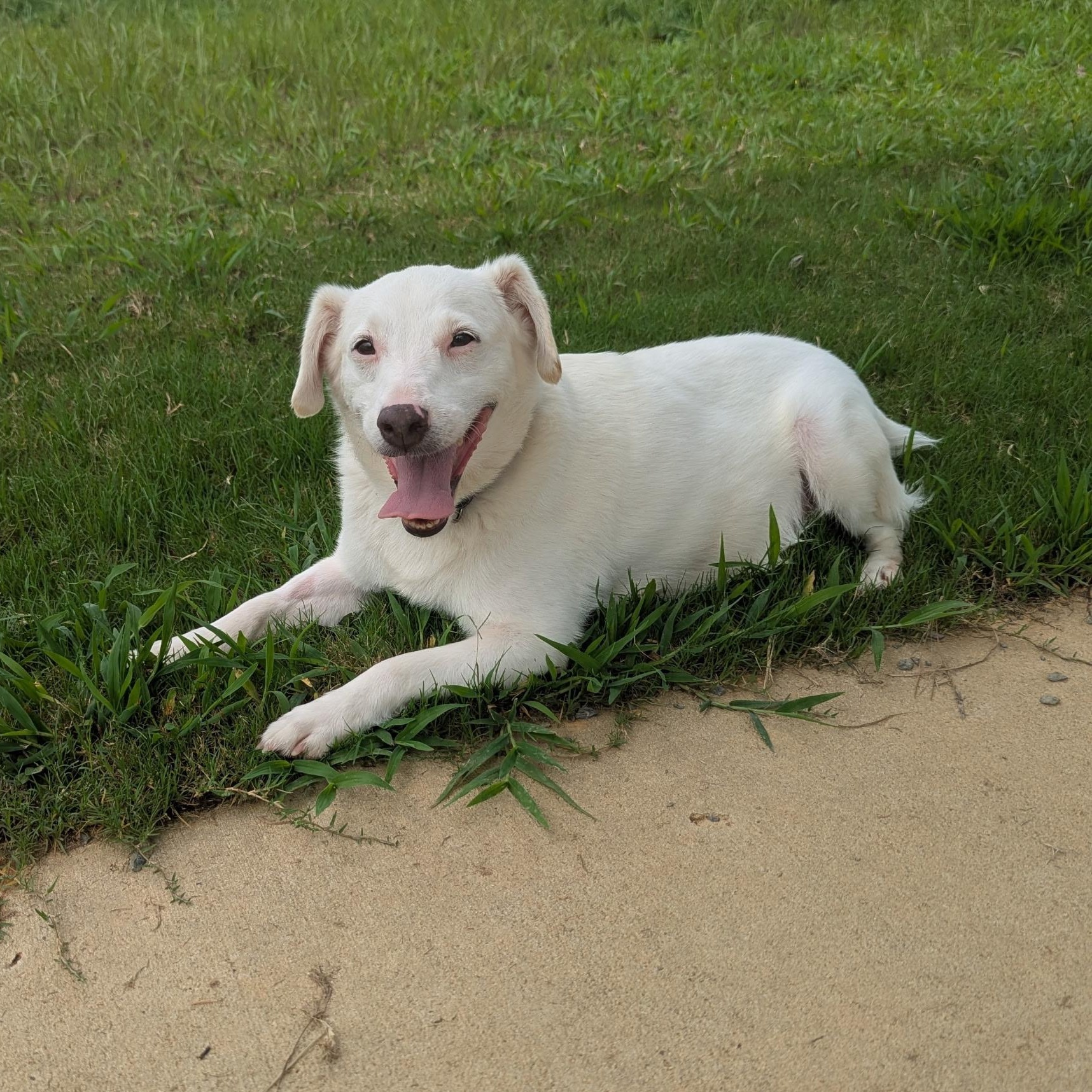 Sven, a Adoptable mixed breed in Paramus, NJ image 6/6