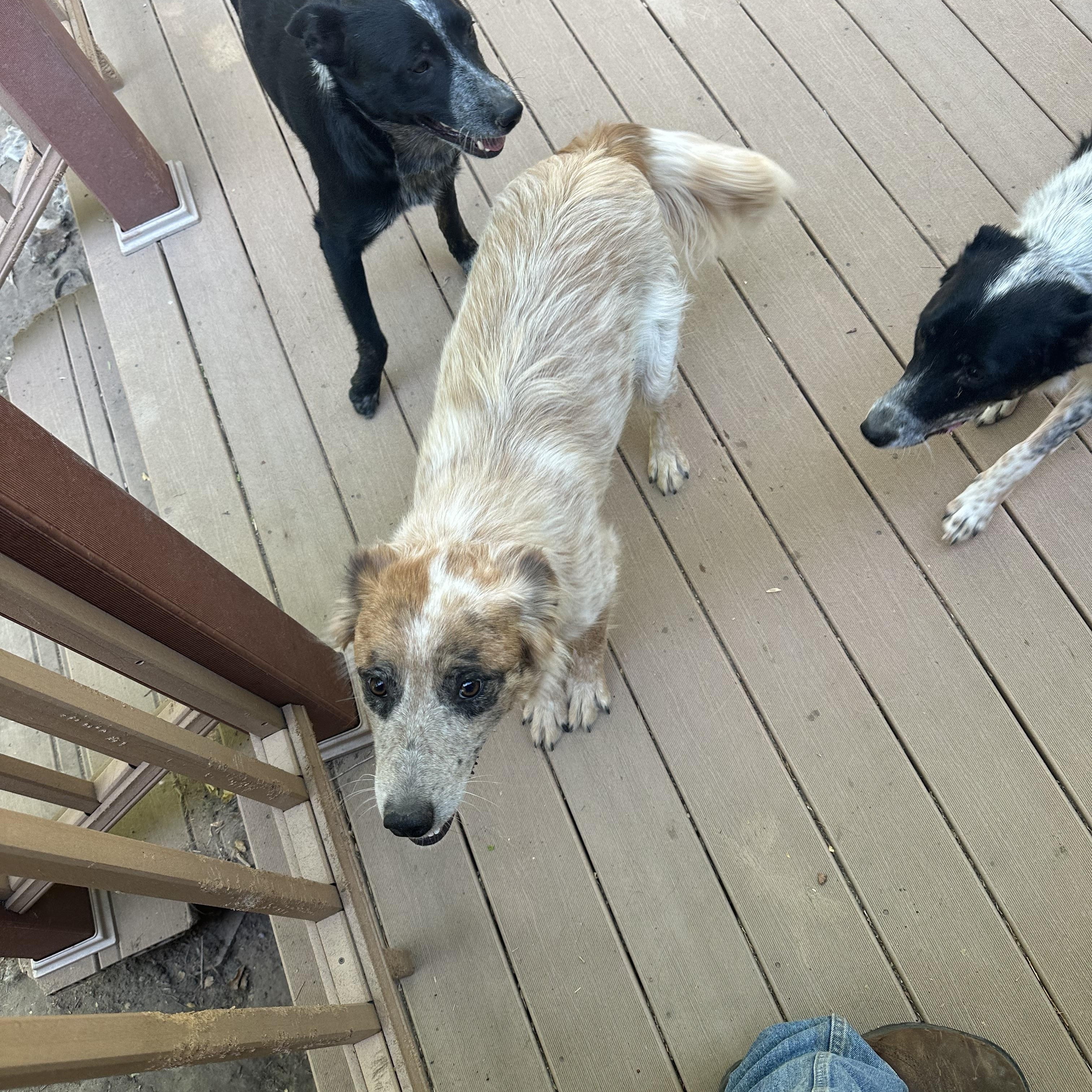 PEACHES, a ADOPTABLE mixed breed in Dubois, WY image 4/4