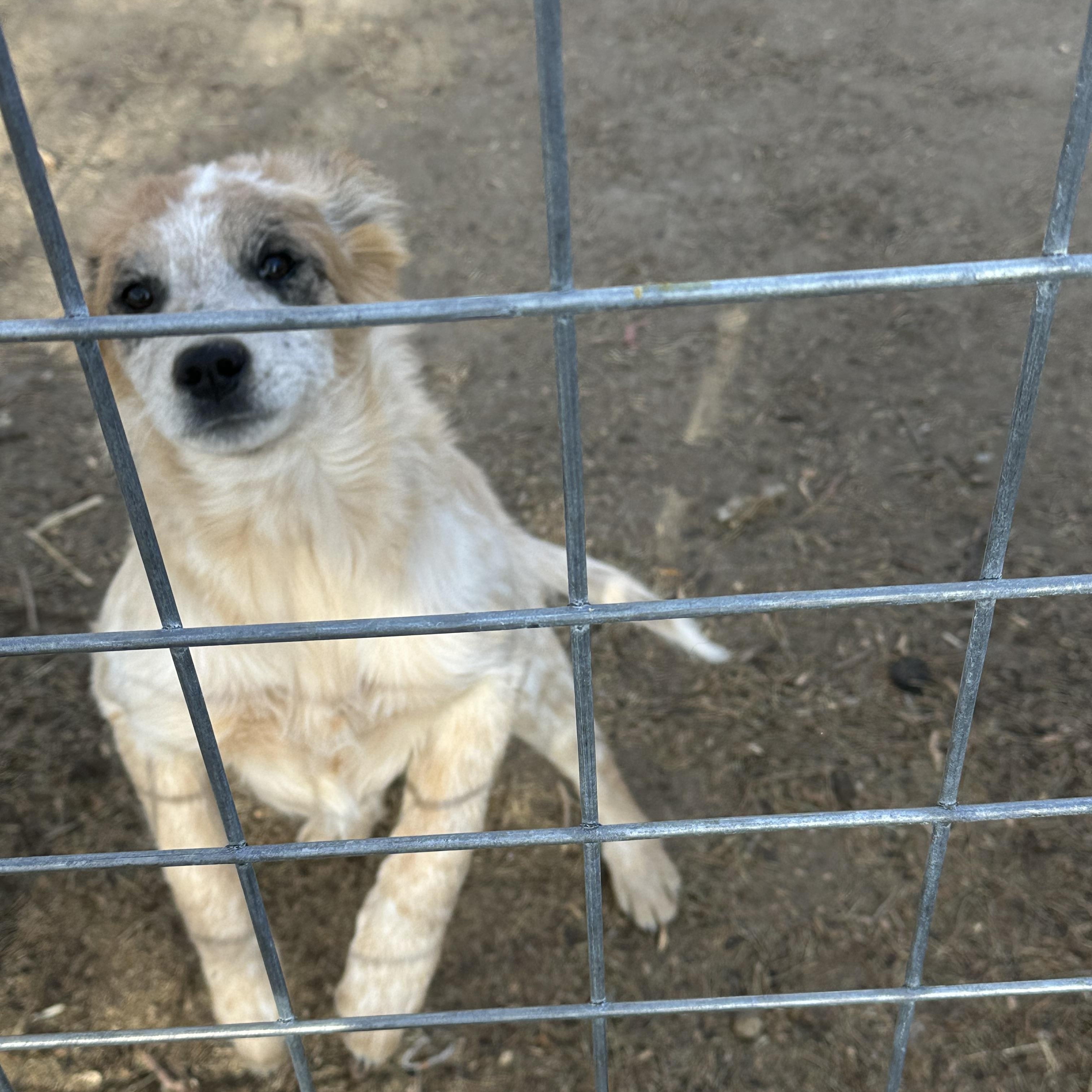 PEACHES, a ADOPTABLE mixed breed in Dubois, WY image 1/2