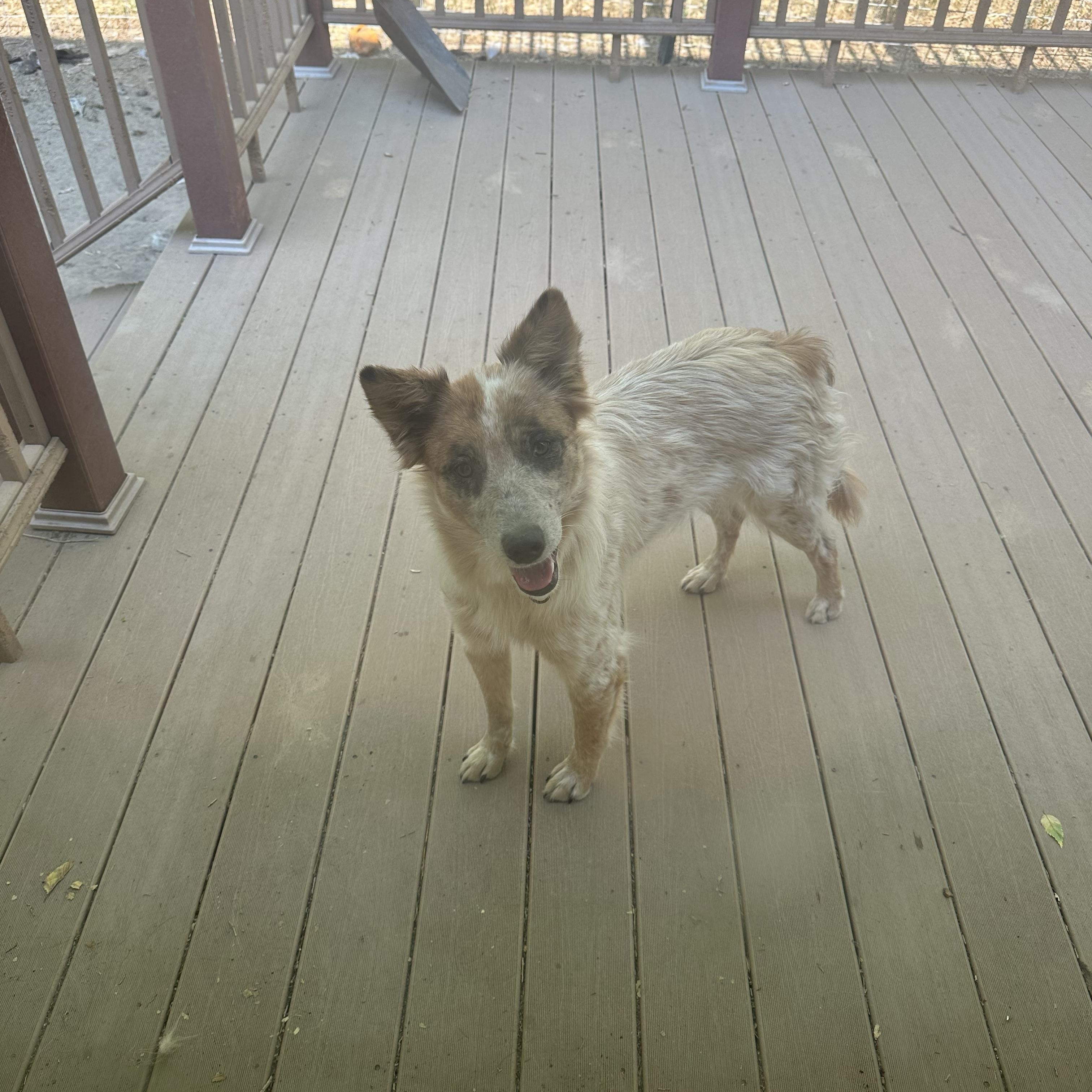 PEACHES, a ADOPTABLE mixed breed in Dubois, WY image 1/4
